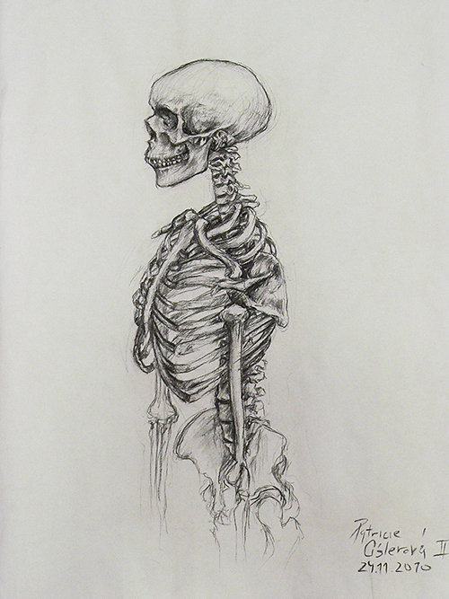 studie kostry